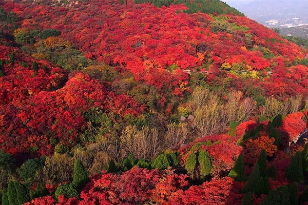 紅葉黃櫨4.jpg