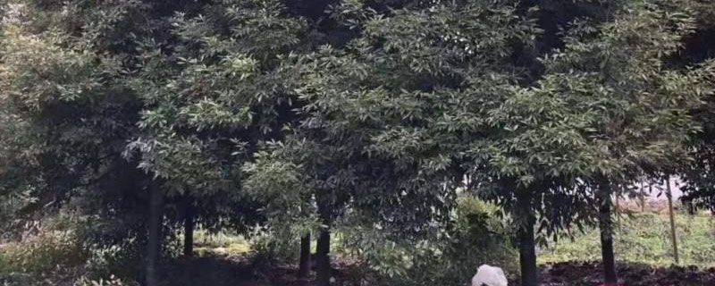 14公分楨楠樹(shù)價(jià)格多少錢一棵