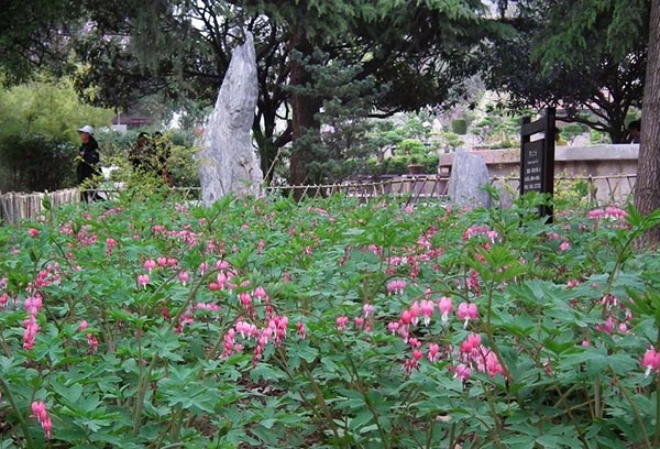 公園里的荷包牡丹