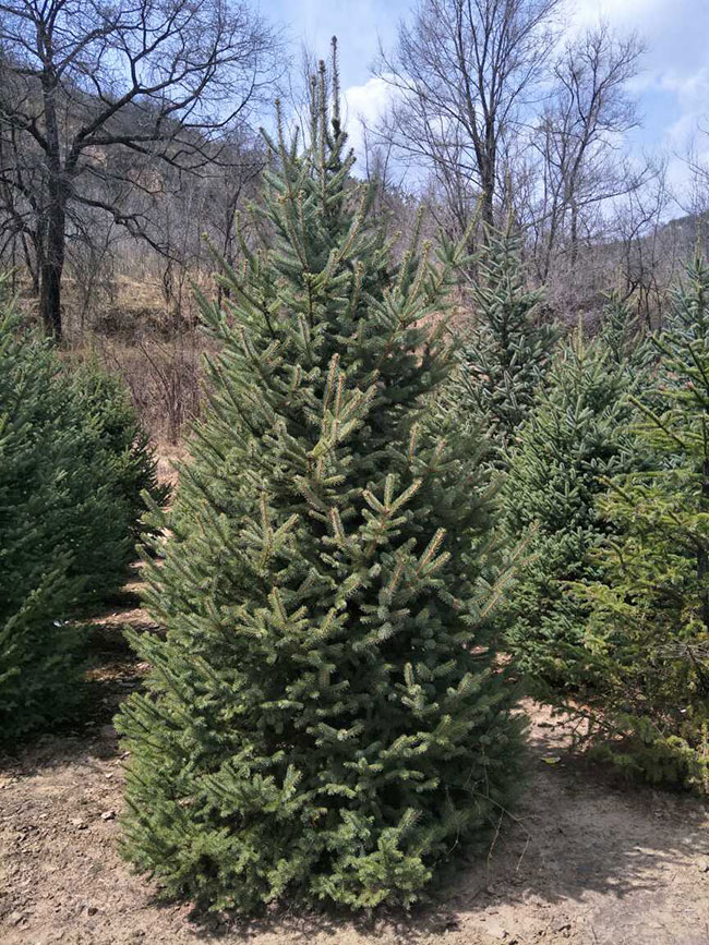 云杉樹苗批發價格多少?2020年云杉樹苗市場價格