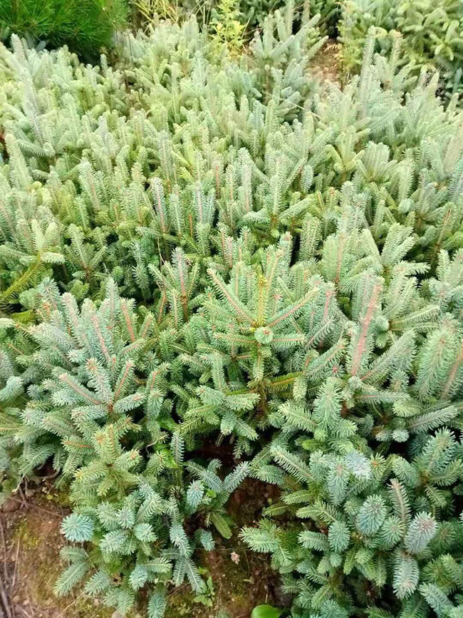 云杉樹苗批發價格多少?2020年云杉樹苗市場價格