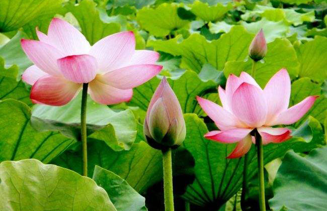 蓮花的花語是什么?蓮花的寓意和象征g 蓮花的花語是什么?蓮花的寓意和象征g