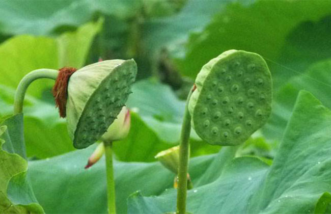 蓮花的花語是什么?蓮花的寓意和象征 蓮花的花語是什么?蓮花的寓意和象征
