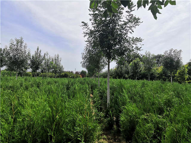 沭陽長景園林側柏種植基地實拍圖片