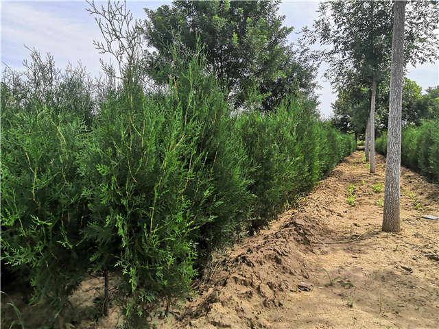 沭陽長景園林側柏種植基地實拍圖片