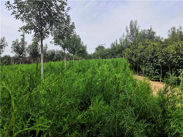 沭陽長景園林側柏種植基地實拍圖片