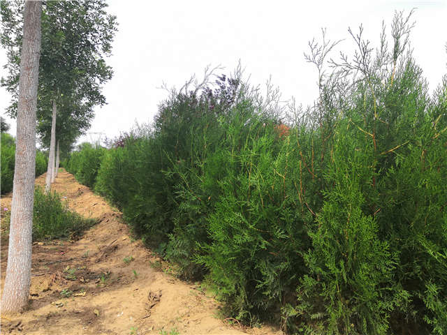 沭陽長景園林側柏種植基地實拍圖片