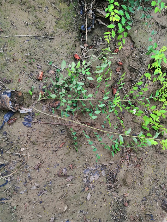 金葉榆籬種植基地實(shí)拍圖片