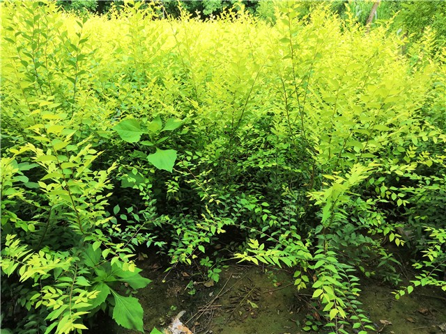 金葉榆籬種植基地實(shí)拍圖片