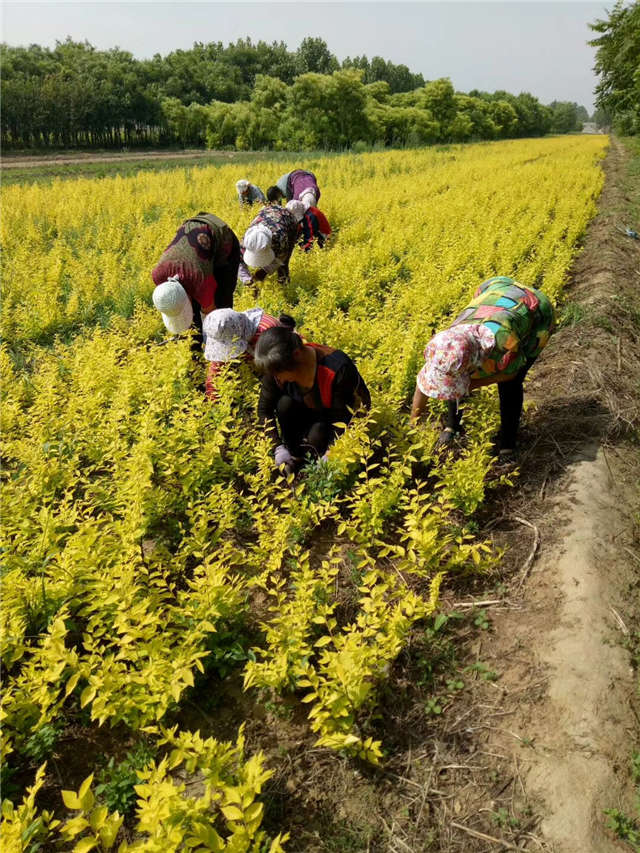 金葉榆籬種植基地實(shí)拍圖片