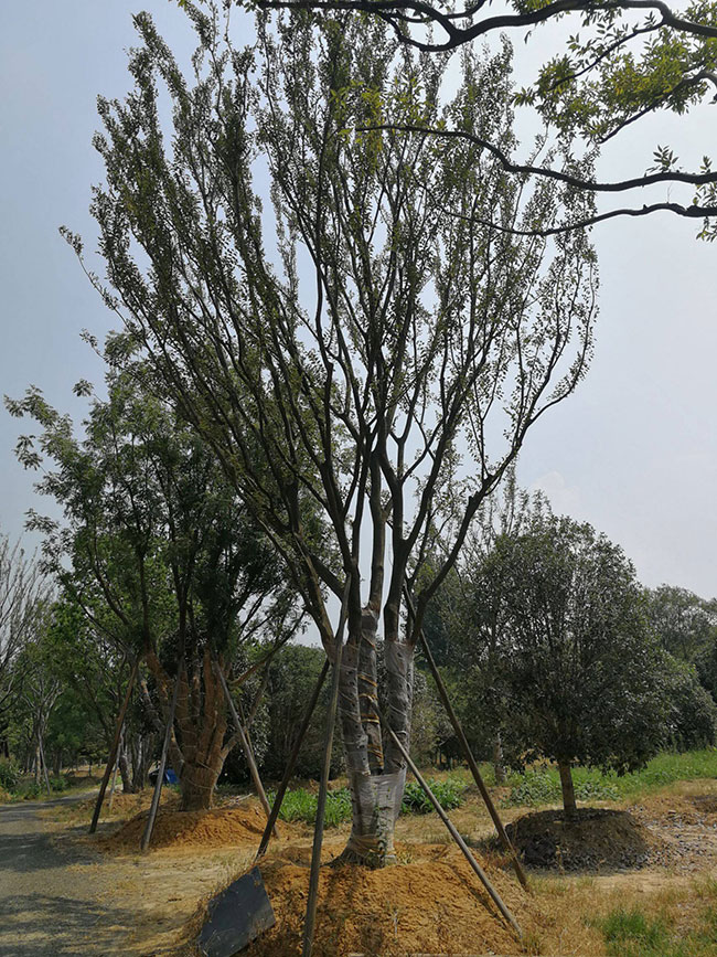 樸樹價格表多少錢一棵?樸樹苗種植方法有哪些?