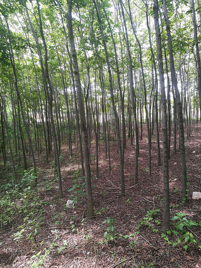 樸樹價格表多少錢一棵?樸樹苗種植方法有哪些?
