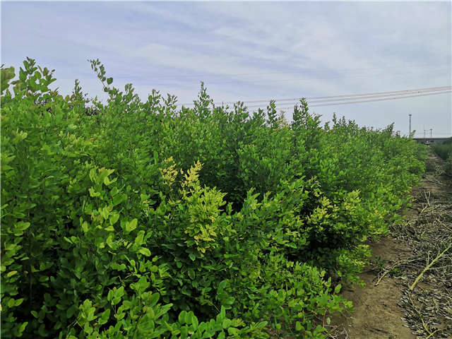 沭陽長景園林紫穗槐種植基地實拍圖片