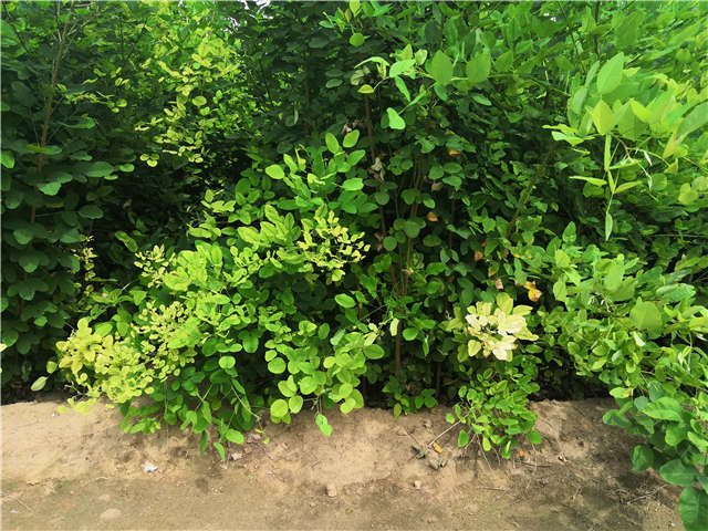 沭陽長景園林紫穗槐種植基地實拍圖片
