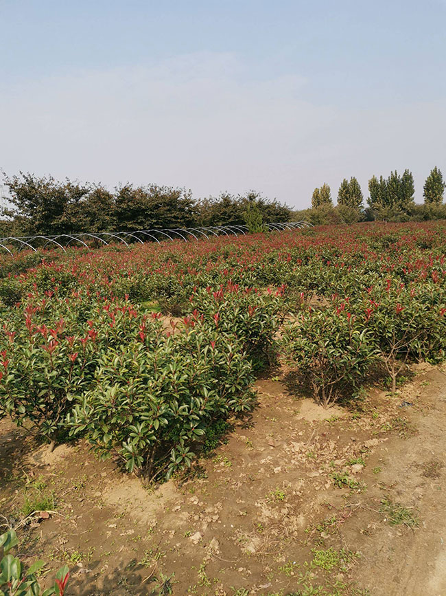 石楠樹價格