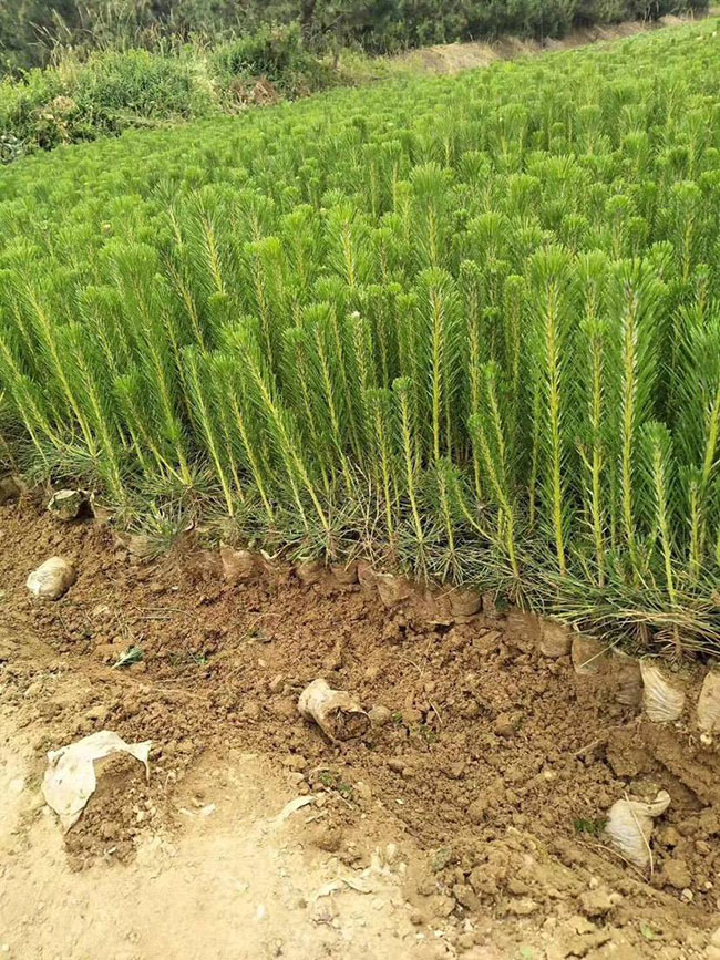 黑松小苗價格多少錢一棵?黑松種植方法有哪些?