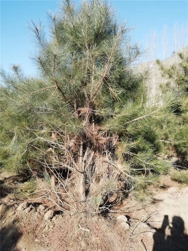 油松照片種植基地實(shí)拍