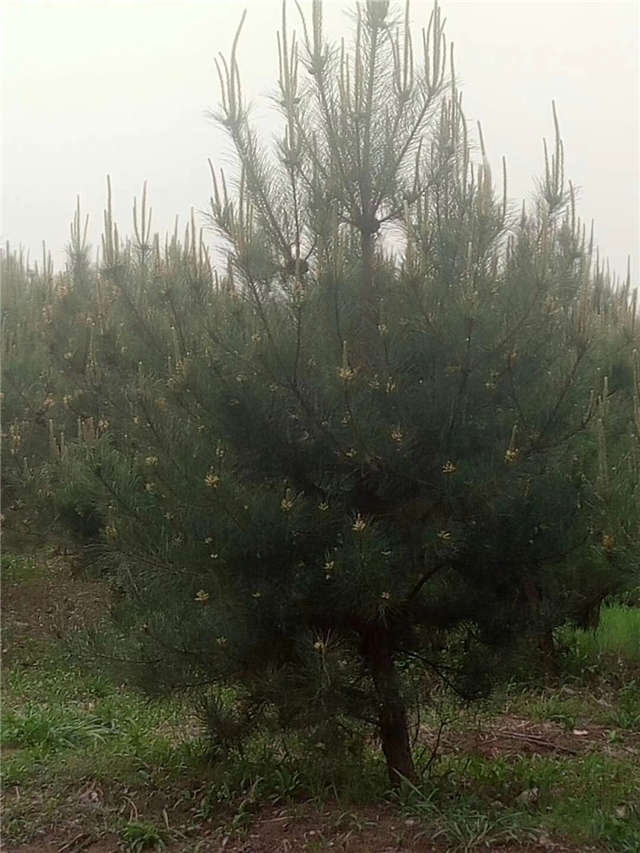油松照片種植基地實(shí)拍