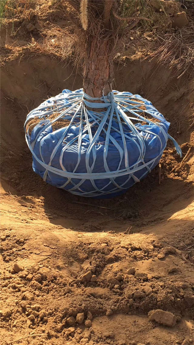 油松照片種植基地實(shí)拍