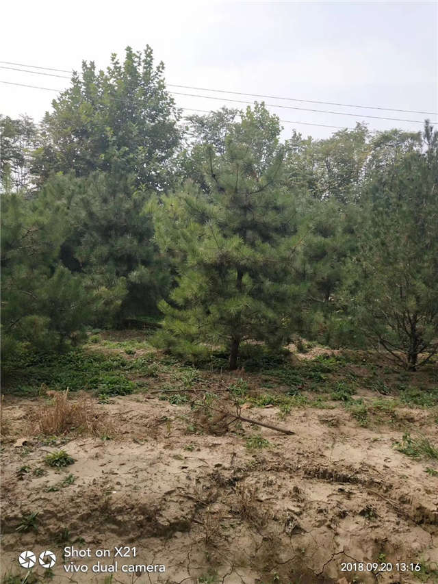 油松照片種植基地實(shí)拍