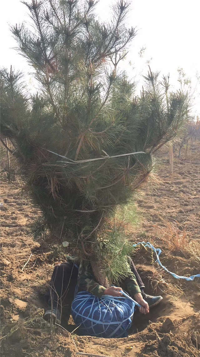 油松照片種植基地實(shí)拍