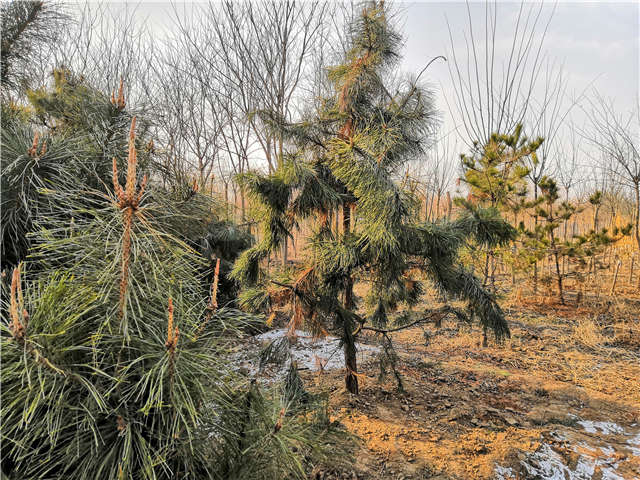 油松照片種植基地實拍