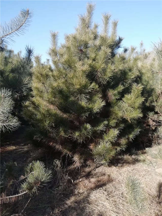油松照片種植基地實(shí)拍