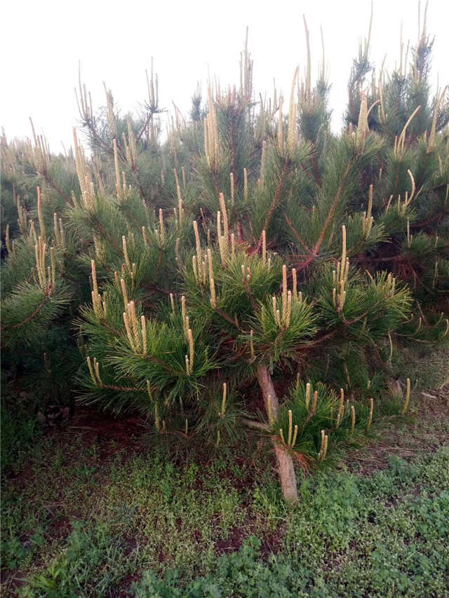 油松照片種植基地實(shí)拍