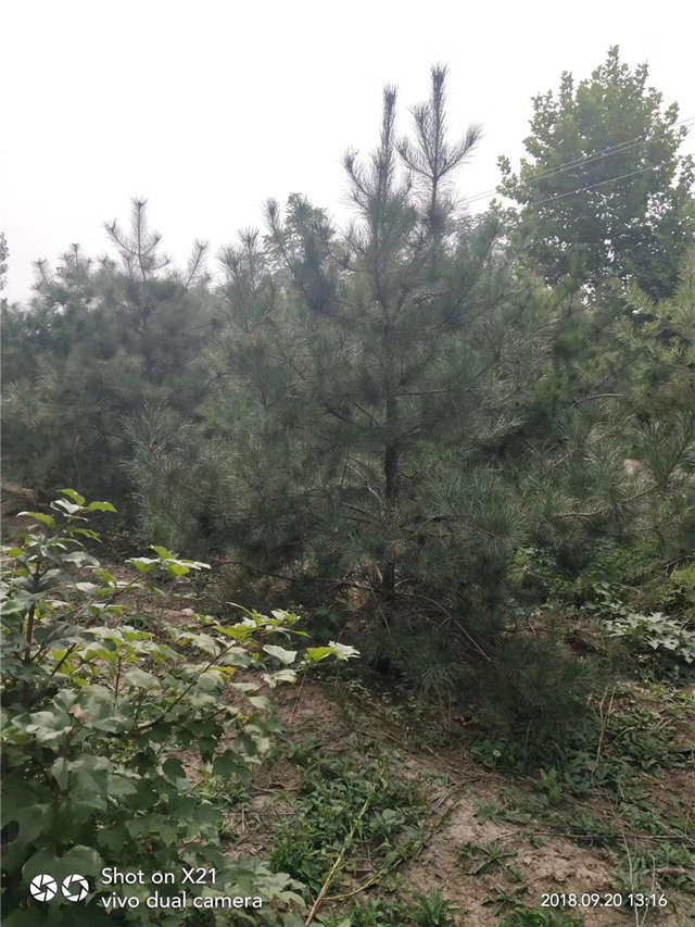 油松照片種植基地實(shí)拍