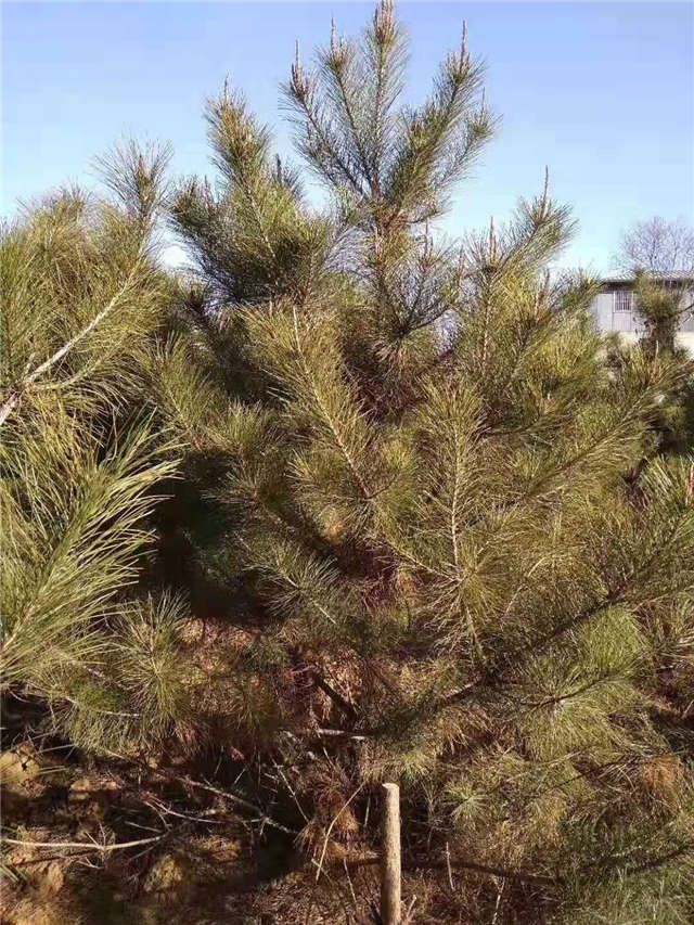 油松照片種植基地實(shí)拍