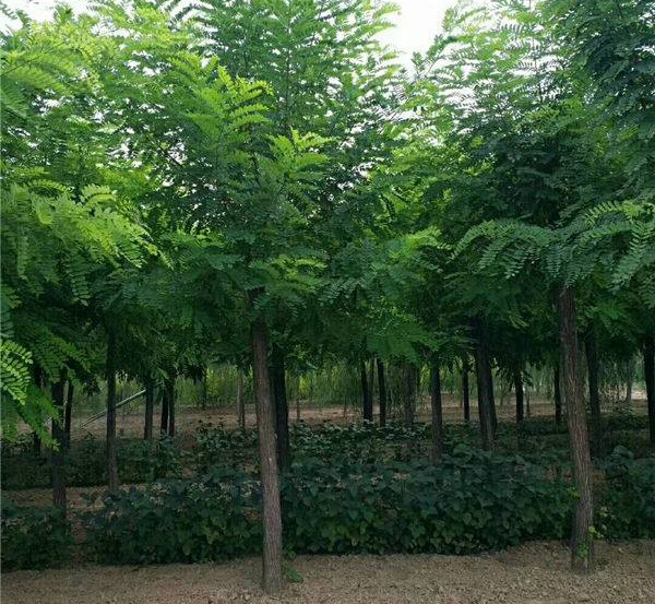 紅花刺槐苗種植基地