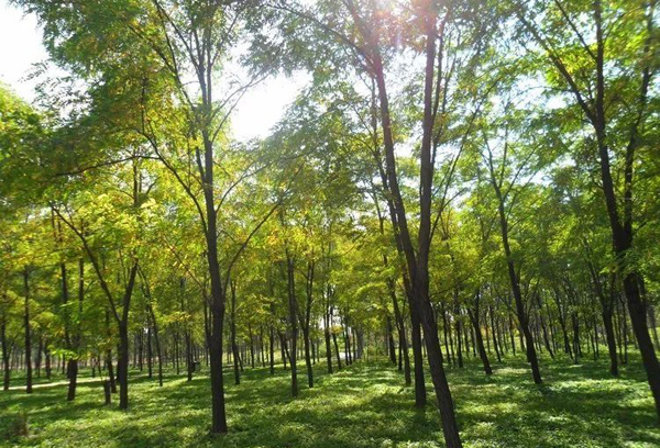 紅花刺槐苗種植基地