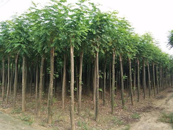 紅花刺槐苗種植基地