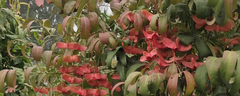 5公分金絲吊蝴蝶價格多少錢一棵