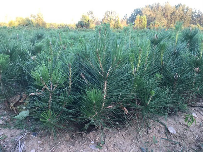 黑松價格行情，2019年最新黑松基地批發報價