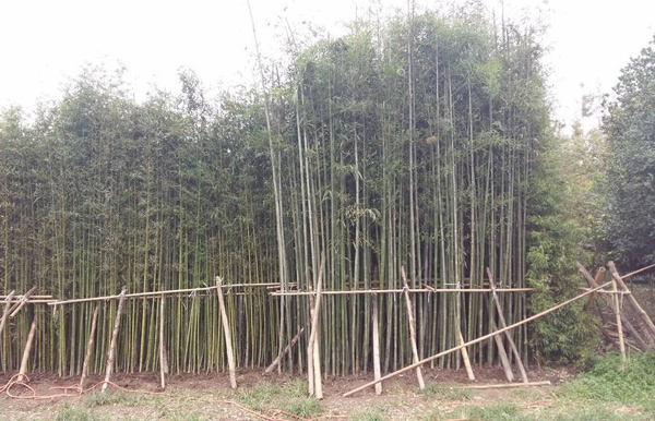 剛竹 剛竹