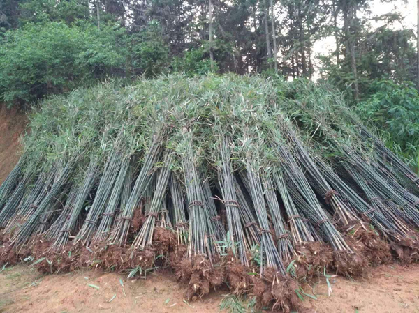 剛竹 剛竹