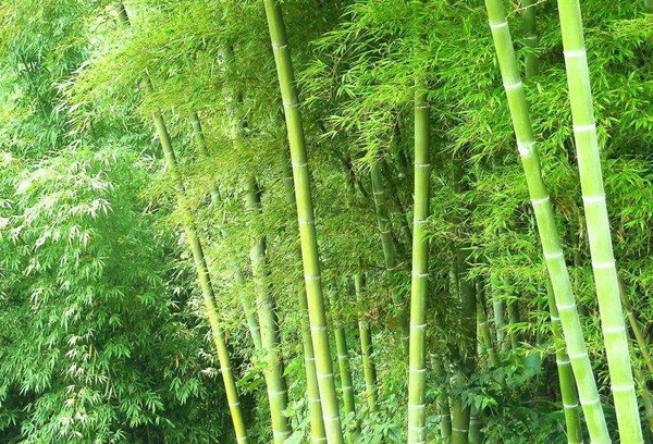 剛竹 剛竹