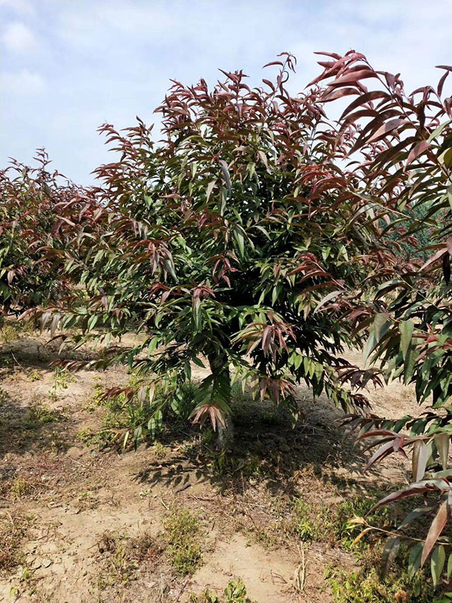 紅葉碧桃如何種植?紅葉碧桃的栽植技術