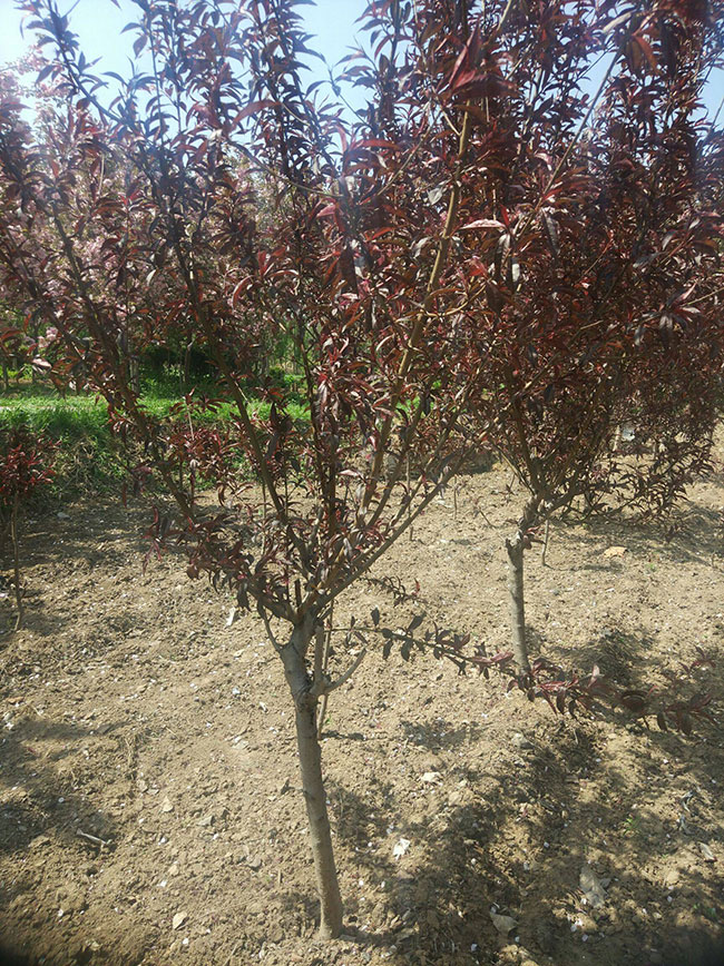 紅葉碧桃如何種植?紅葉碧桃的栽植技術
