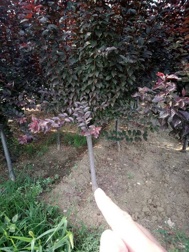 紅葉碧桃如何種植?紅葉碧桃的栽植技術