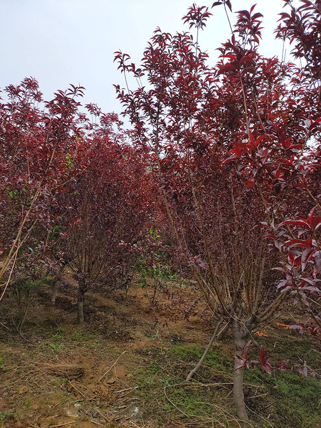紅葉碧桃如何種植?紅葉碧桃的栽植技術