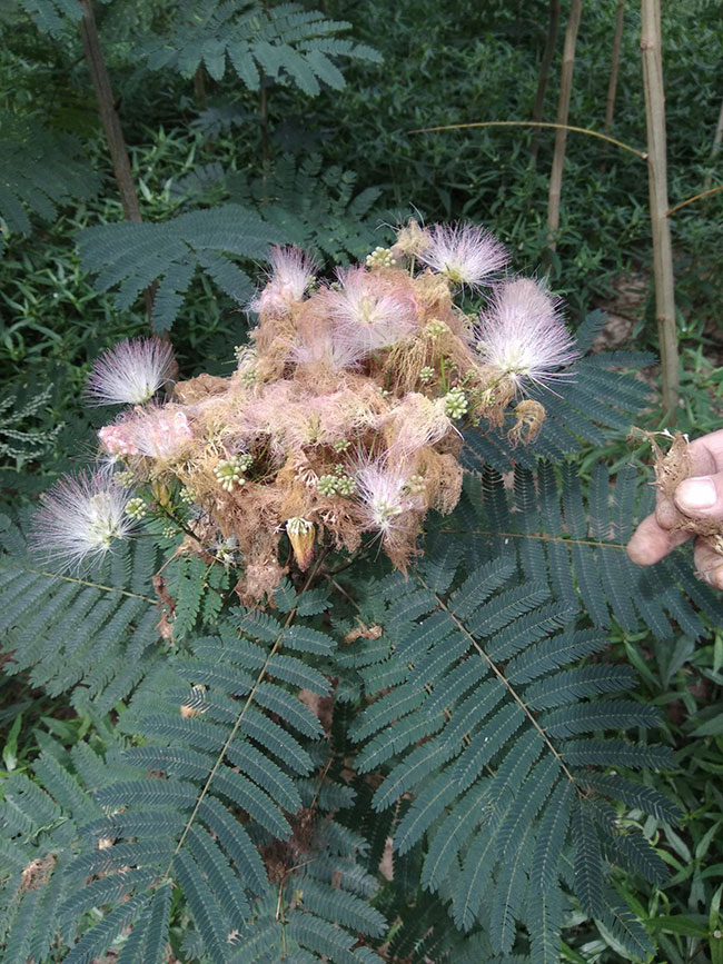 紫葉合歡樹怎么繁殖?合歡樹的繁殖技術
