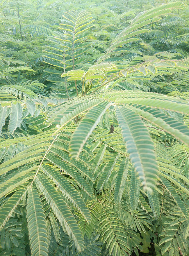 紫葉合歡樹怎么繁殖?合歡樹的繁殖技術