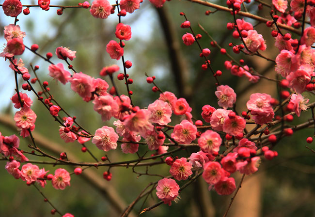 紅梅樹多少錢一棵?2020年紅梅樹價格最新價格