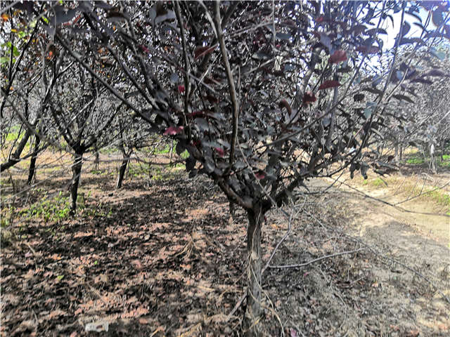 沭陽長景園林紫葉矮櫻種植基地實拍圖片