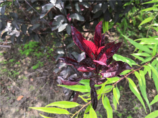 沭陽長景園林紫葉矮櫻種植基地實(shí)拍圖片