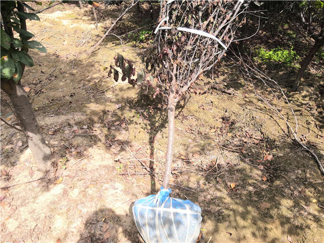 沭陽長景園林紫葉矮櫻種植基地實(shí)拍圖片