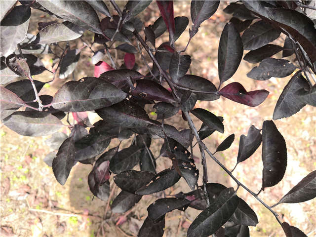 沭陽長景園林紫葉矮櫻種植基地實(shí)拍圖片