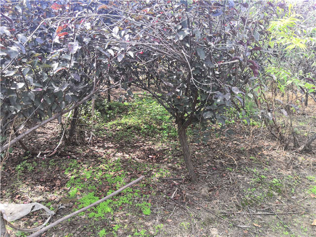沭陽長景園林紫葉矮櫻種植基地實(shí)拍圖片